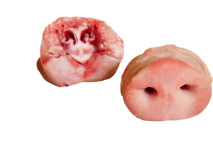 Frozen Pork Snout Bone-In